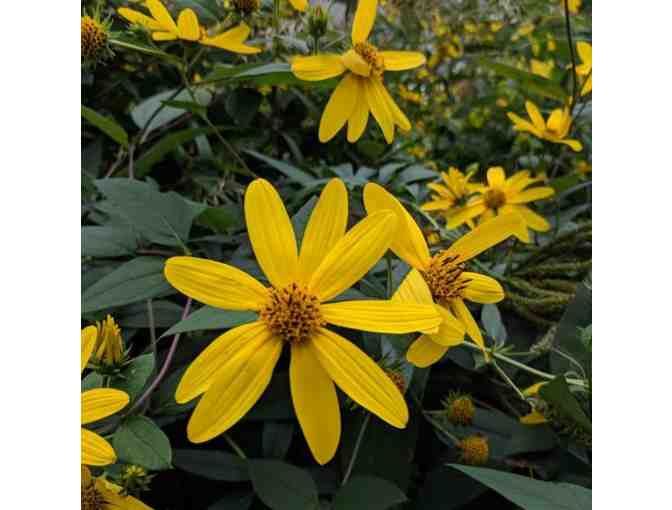 Native Garden Consultation & Gift Card to Tait Farm Greenhouse