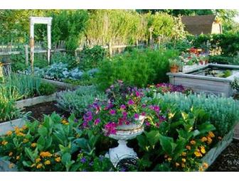 Start a Kitchen Garden