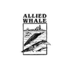 Allied Whale