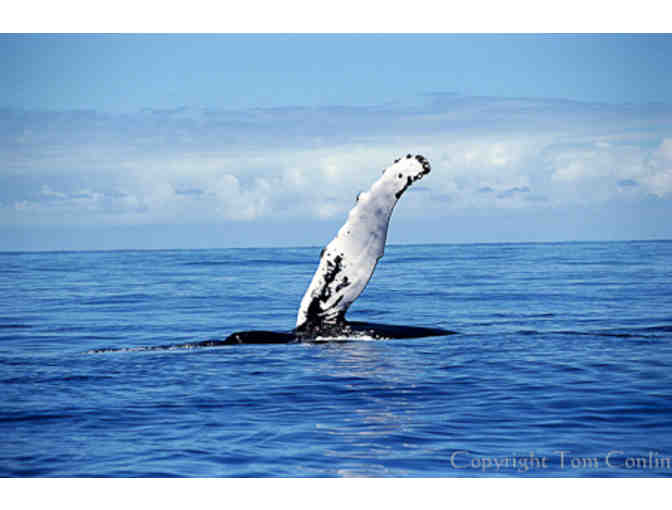 7 Day Luxury Whale Watching Cruise for Two in the Dominican Republic with Aquatic Adventures