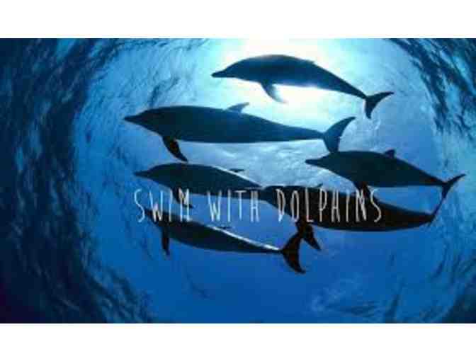 Dolphins Plus