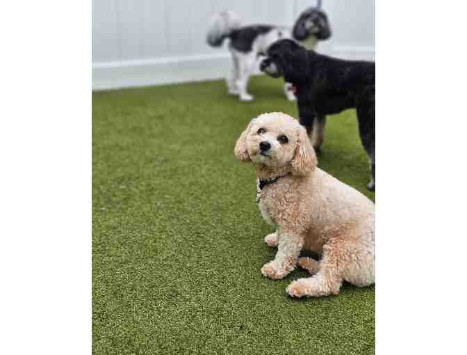 Pleasant Grooming of Armonk