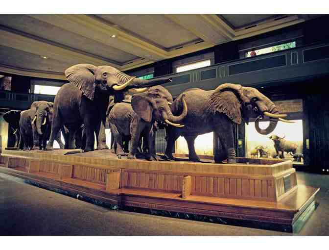 American Museum of Natural History - Photo 3
