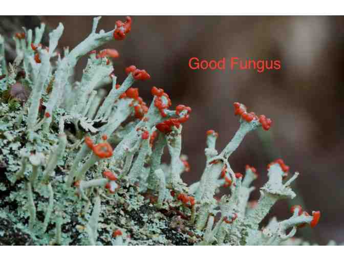 Have Fungi!