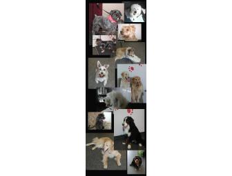 $30 Gift Certificate to Top Dog Professional Grooming