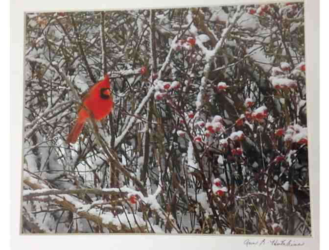 Framed Land's End Cardinal & Winter Rose Hips Photograph