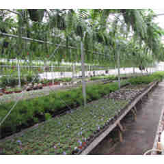 Starview Greenhouses