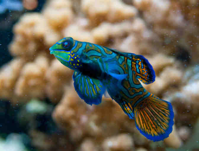 Two (2) Passes for Admission to the New England Aquarium