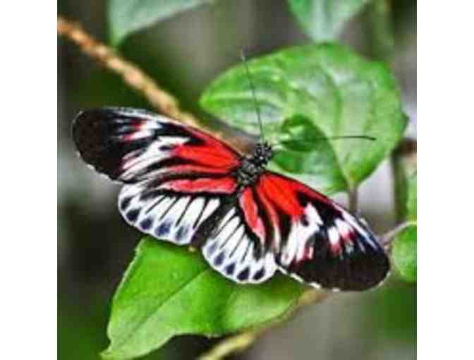 (4) Passes to Butterfly World