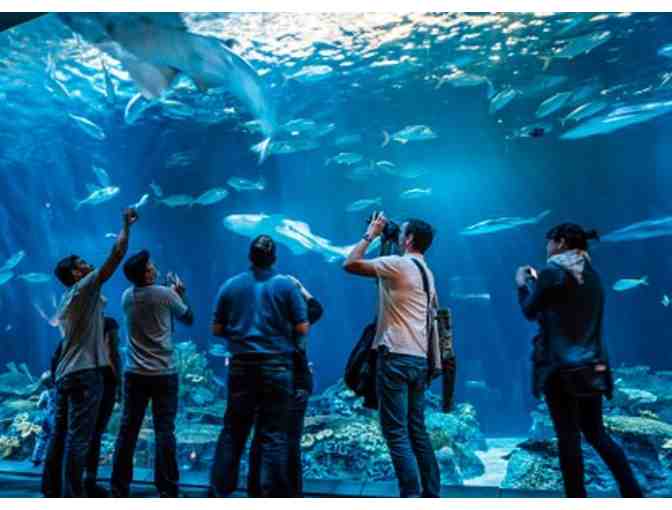Shedd Aquarium Special Virtual Animal Encounter OR In-Person Behind The Scenes Experience