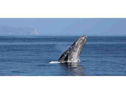 Enjoy 3 nights luxury condo San Diego + Whale Watching