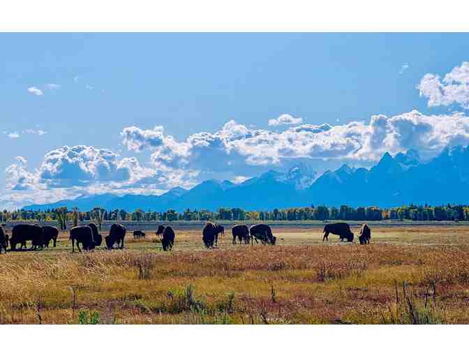 3 Nights in Jackson Hole + Wildlife Safari - Photo 3