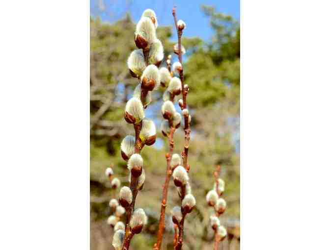 Willows for Bees Collection from Vermont Willow Nursery