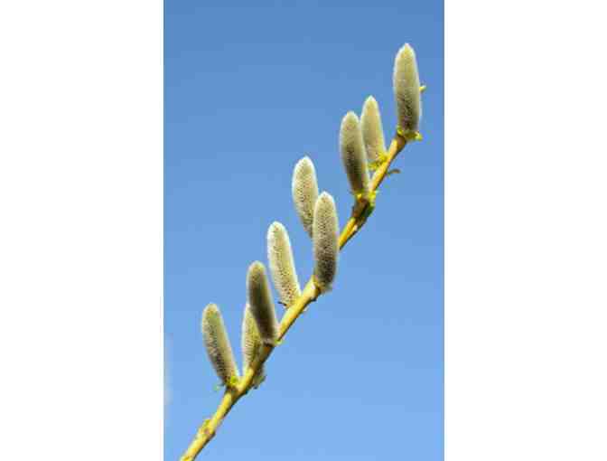 Willows for Bees Collection from Vermont Willow Nursery