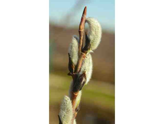 Willows for Bees Collection from Vermont Willow Nursery