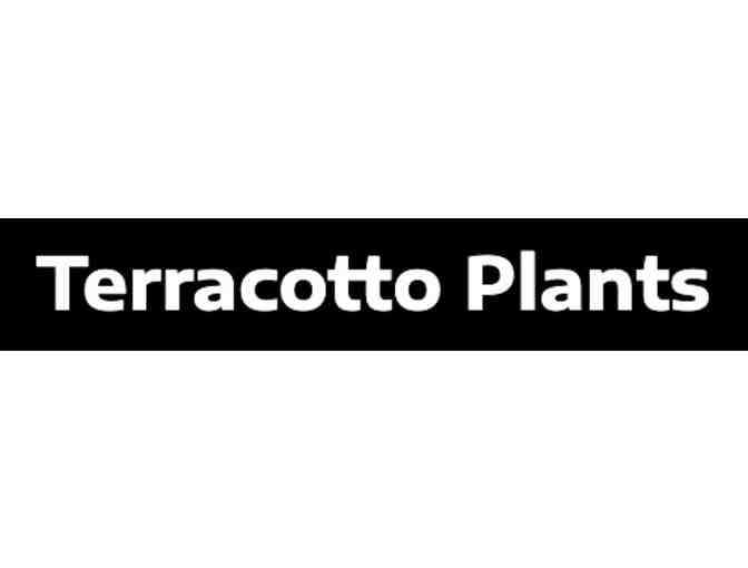 4' Plant from Terracotto (SMALL)