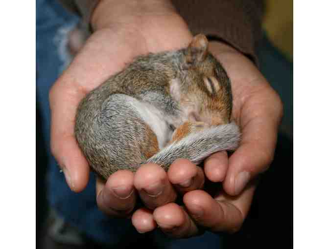 Behind the Scenes Wildlife Rescue