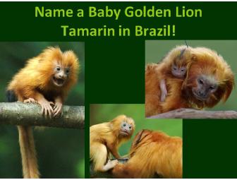 Name the Next Golden Lion Tamarin Baby Born in the Wild