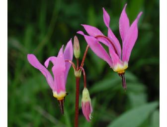 Rocky Mountain Wildflower Tour with a Wildflower Biology Expert