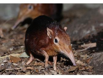 Small Wonders - Small Mammal House Tour