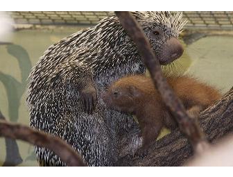 Small Wonders - Small Mammal House Tour