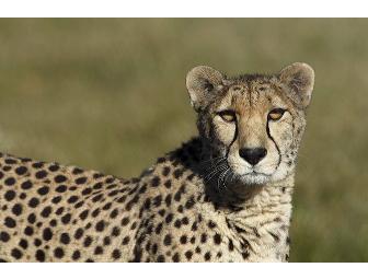 Cheetah Chat