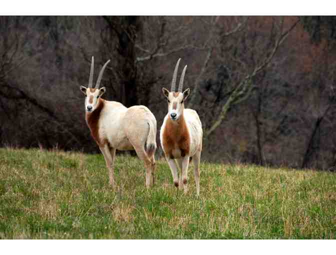 Tour of North African Antelope and Asian Deer Species at SCBI