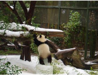 Tour of Giant Pandas at San Diego Zoo by Expert Donald Linburg- Includes Airfare for Two