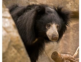 Tour of Asia Trail - Behind the Scenes of Sloth Bears, Clouded Leopards, Otters at the National Zoo