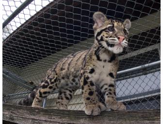 VIP Tour of Clouded Leopard Facility