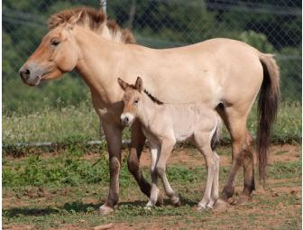 VIP Tour of Przewalski's Horses at National Zoo Research Center