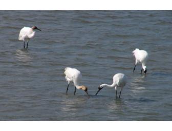 International Crane Foundation- Tour, Book & Membership