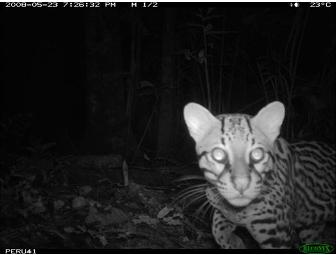 Camera Trap Interpretation