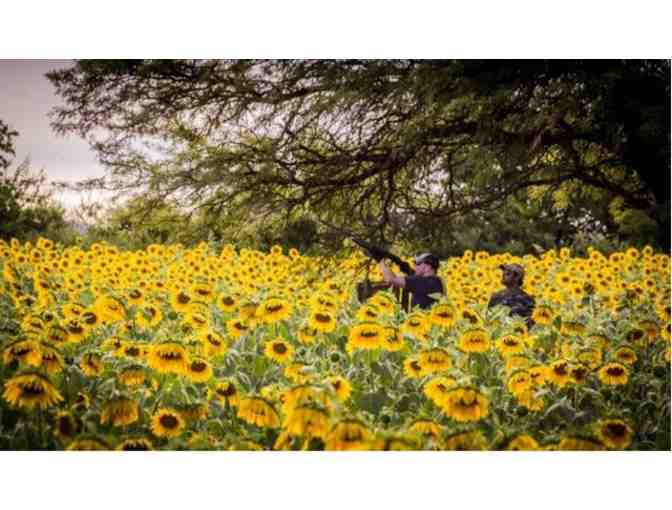 4-Man Argentina Dove Hunt - Photo 6