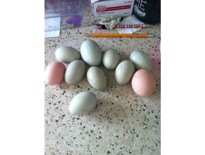 Fresh Organic Eggs Delivered for 5 months