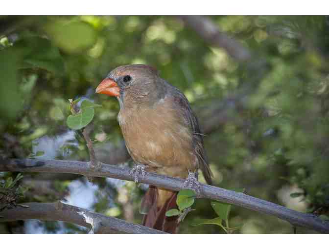 Birding with a Biologist / Las Lagunas de Anza, Nogales, AZ