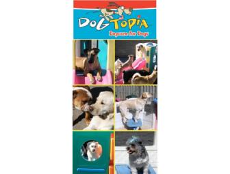 Dogtopia 5 Days of Doggy Day Care in Cleveland Heights