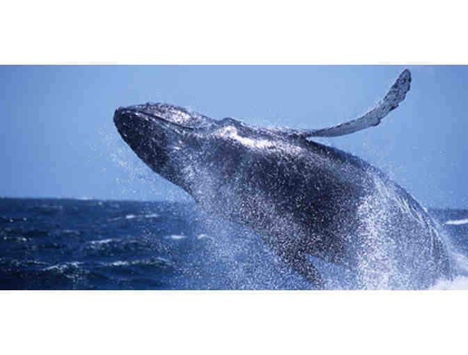 Santa Cruz Whale Watching: Gift Certificate for Two