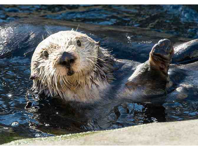 Monterey Bay Aquarium: Two General Admission Passes