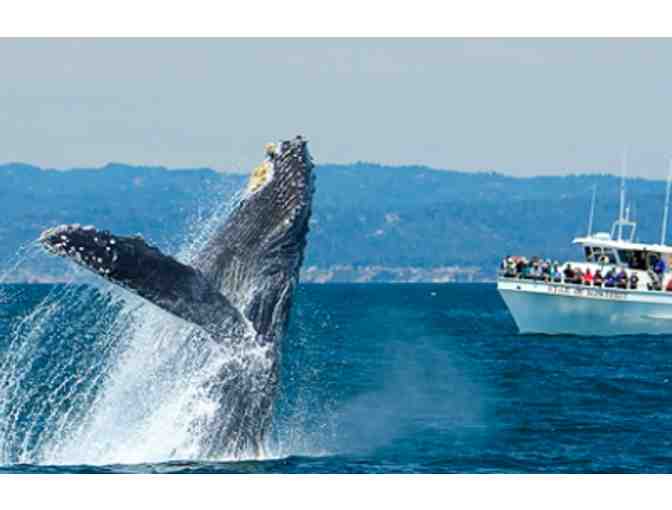 Monterey Bay Whale Watching- 2 Adult Passes