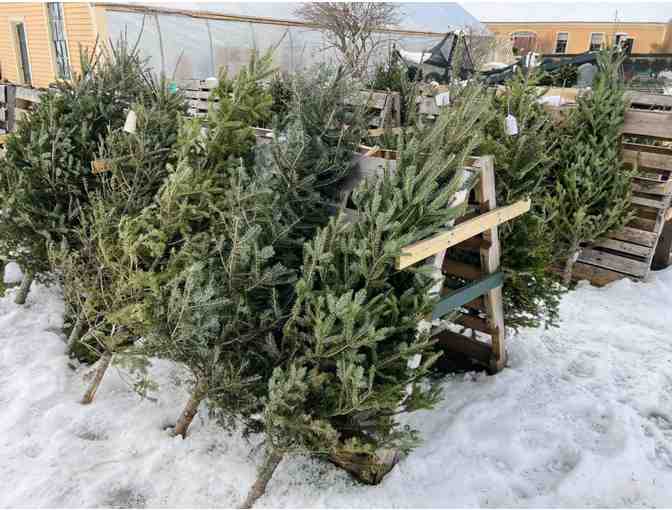 Christmas Tree from Wallingford Farm