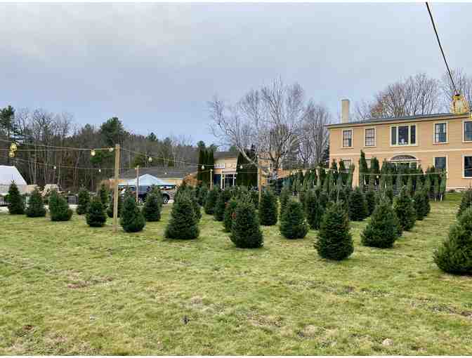 Christmas Tree from Wallingford Farm