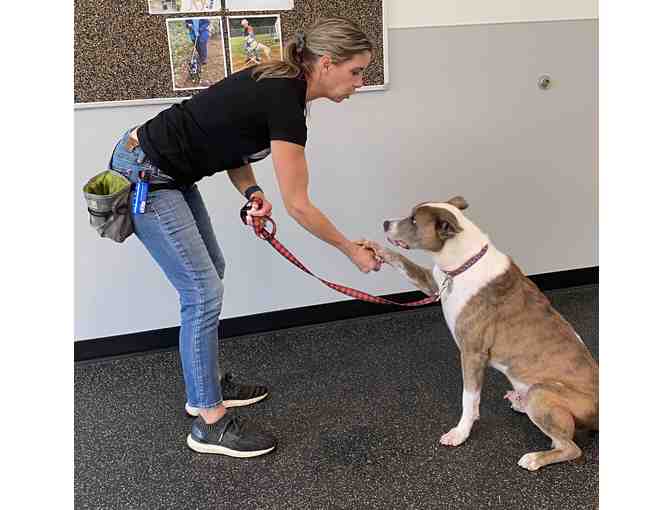 Private Training Lesson for a Dog or Puppy and Gift Set courtesy of Animal Welfare Society - Photo 4