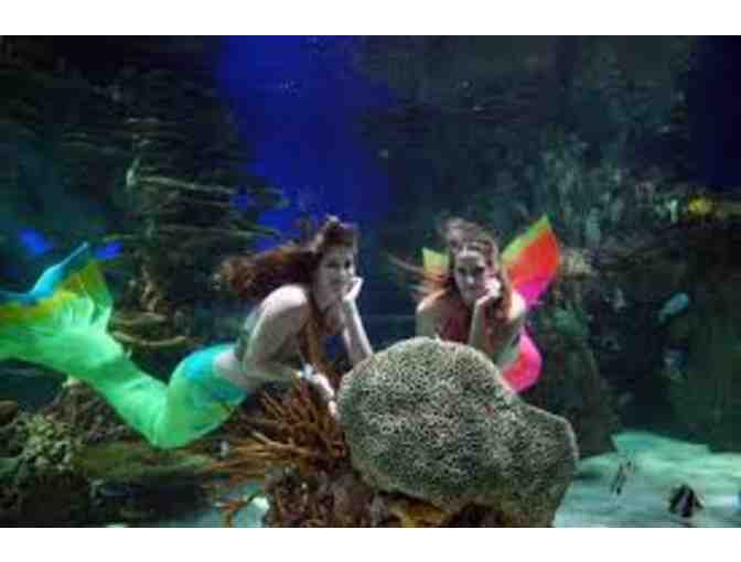 Ripley's Aquarium of the Smokies - (4) Free Admissions
