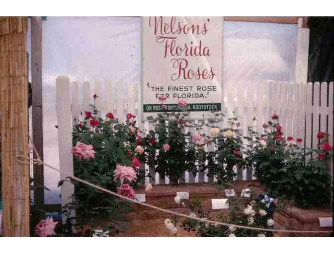 Nelson's Rose Bushes with Garden Glass Art