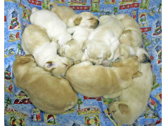 Sponsor a Litter of Puppies