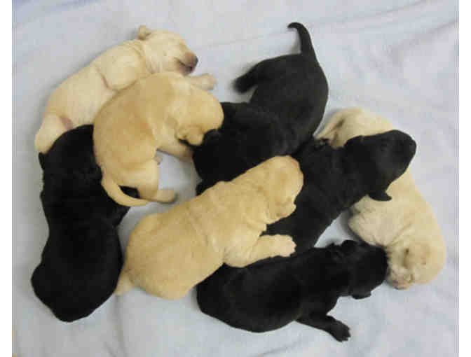 Sponsor a Litter of Puppies