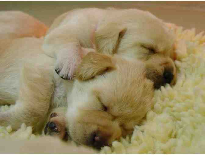 Sponsor a Litter of Guiding Eyes Puppies