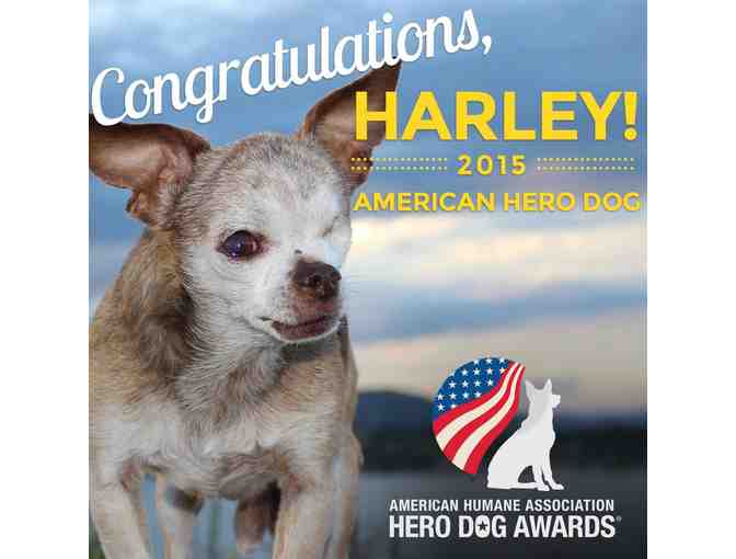 Hero Dog Awards Program with Harley!