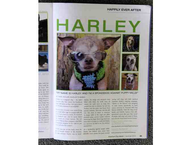 American Dog Magazine - Article about Harley